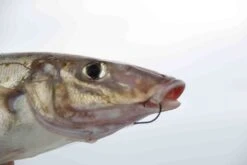 Mustad Pre-Pack Demon Light Gauge Circle Hook -Angling Sale Shop full 3753 2E3A7958