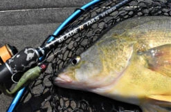 Live Fibre Blade N Tails -Angling Sale Shop full 4748 DSC 0172