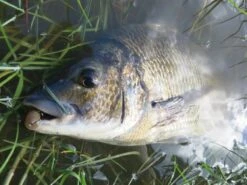 Tackle Tactics Tournament HWS Series -Angling Sale Shop full 622