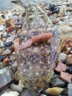 Tackle Tactics Tournament HWS Series -Angling Sale Shop full 624