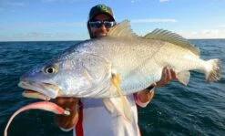 Tackle Tactics HeadlockZ HD Jig Heads -Angling Sale Shop full 783