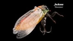 Jackson Namazemi Cicada-ABZ -Angling Sale Shop images 1
